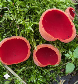 Sarcoscypha coccinea aka Scarlet Cup