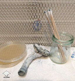 Swab and Clone Jack Frost mushroom