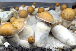 This is Phobos x Shakti mushrooms - was expecting it to albino