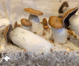 Tidal Wave 4 - TW4 mushrooms are nice #2