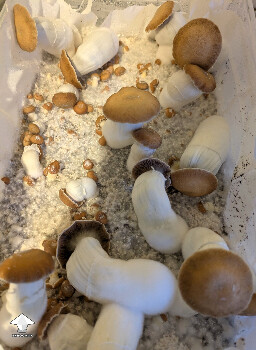 Tidal Wave 4 - TW4 mushrooms are nice