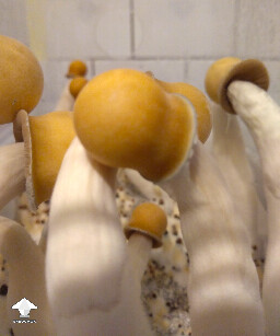 Tried to cross DC Mak x Pearly gates - looks like DC Mak