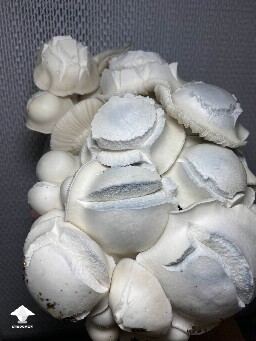 White Bunny - cross APE x Namuang #2