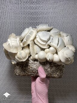 White Bunny - cross APE x Namuang #3