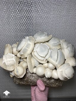 White Bunny - cross APE x Namuang #4