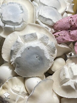 White Bunny - cross APE x Namuang #5