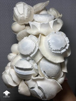 White Bunny - cross APE x Namuang