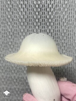 White Bunny mushroom - Namuang x APE cross