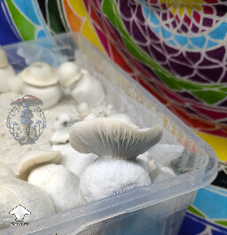 White Wizard - Gandalf x Long Ghost #4