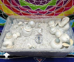 White Wizard - Gandalf x Long Ghost