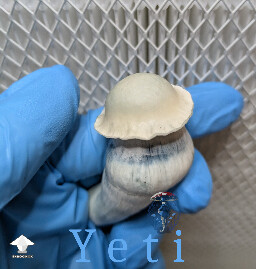 Yeti mushroom - one of only three fruits in a shoebox