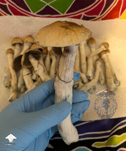 Z strain giant mushroom