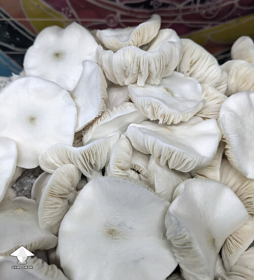 Albino Louisiana brought back from long term storage in sterile water for 3 years #2