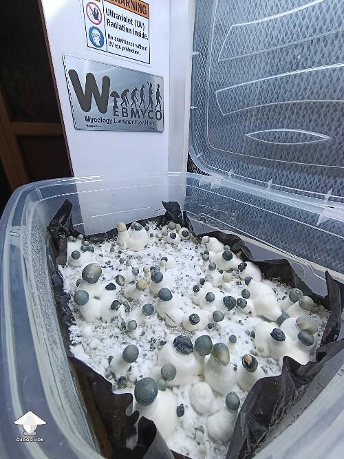 Albino Penis Envy - this strain grows differently every time