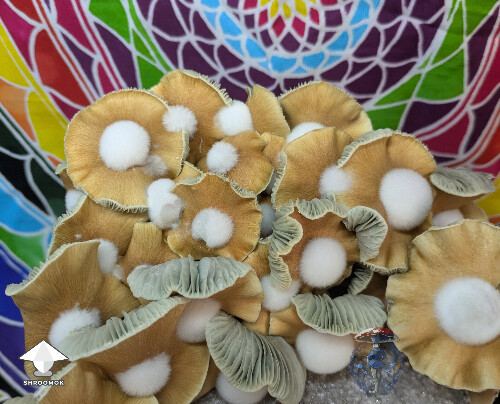 Another different morphology from this unstable cross - Enigma x B positive #2