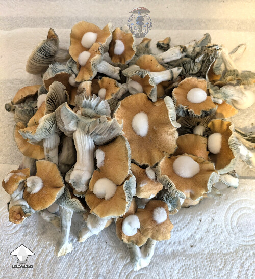 Another different morphology from this unstable cross - Enigma x B positive #4