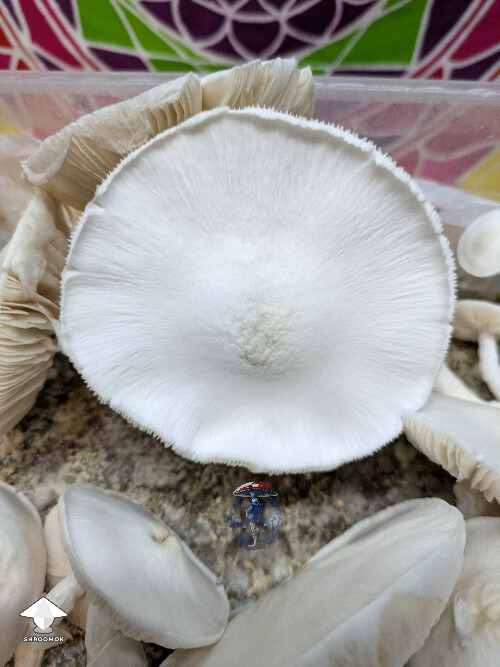 Avery's Albino second flush #2