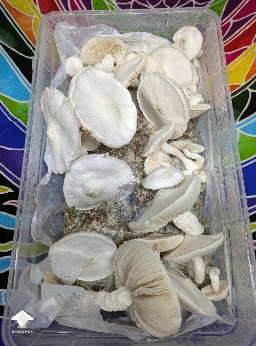 Avery's Albino second flush