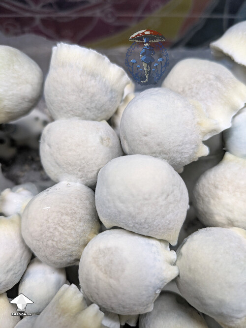 Becoming a favourite over here - Maki - Melmak revert x Yeti #2