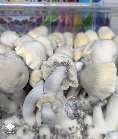 Becoming a favourite over here - Maki - Melmak revert x Yeti #3