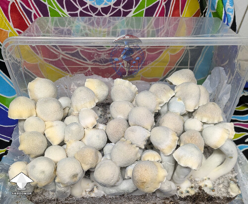 Becoming a favourite over here - Maki - Melmak revert x Yeti