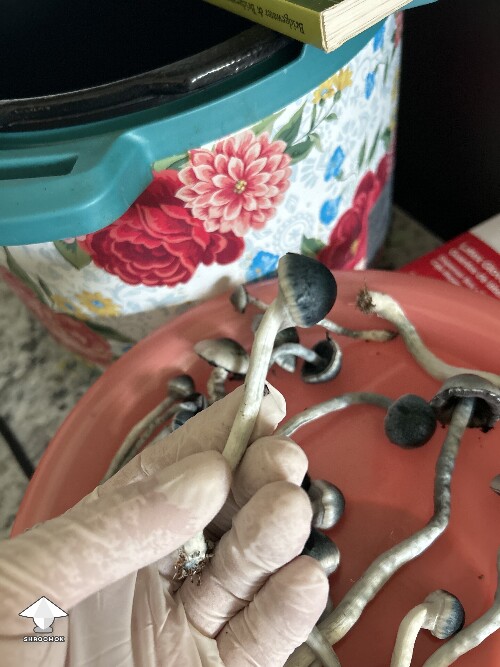 Black cap Psilocybe Ochraceocentrata #2