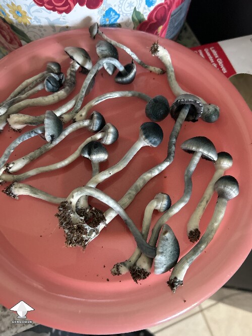 Black cap Psilocybe Ochraceocentrata