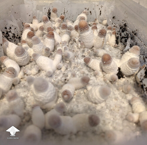 Bluey Vuitton mushrooms coming in