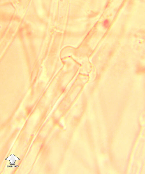 Clamp connections on Melmac mycelium – microscopy