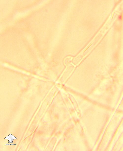 Clamp connections on Melmac mycelium – microscopy
