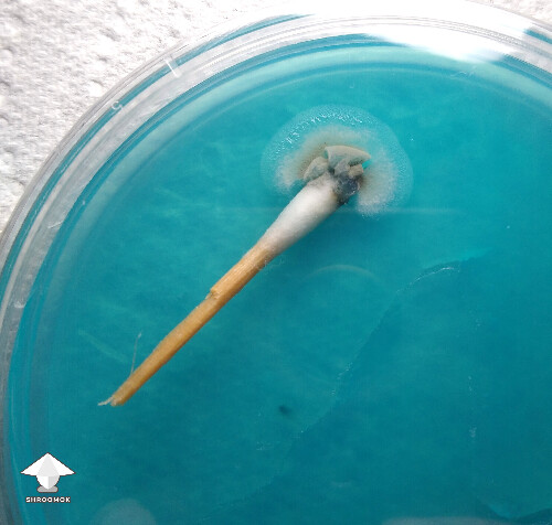 Contaminated spore swab on agar