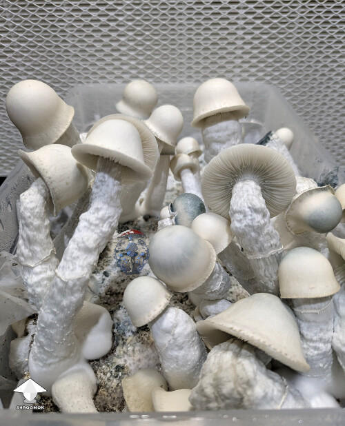 Cross between Gandalf and Long Ghost