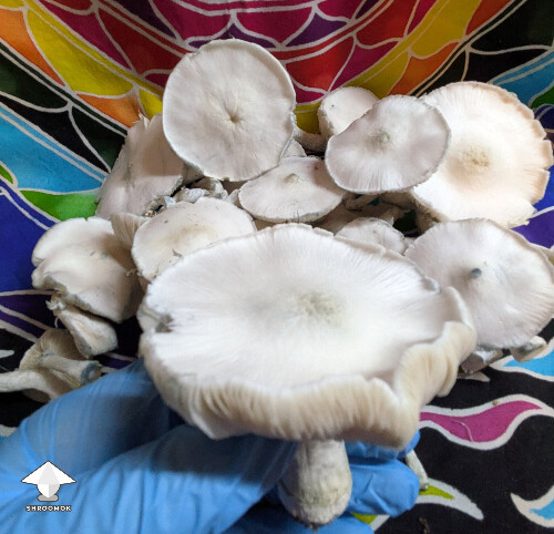 Cubensis Averys Albino mushrooms