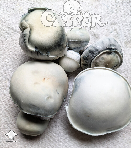 Cubensis Casper harvested mushrooms