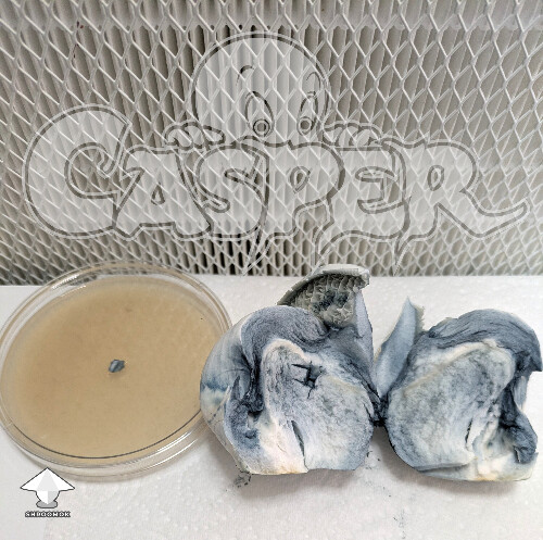 Cubensis Casper mushroom #3