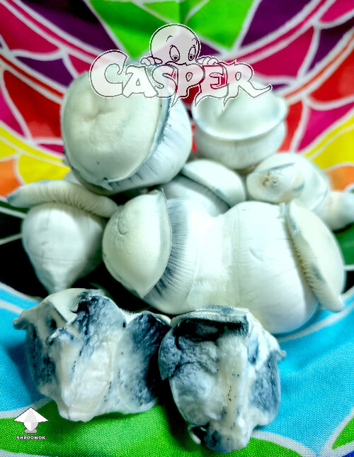 Cubensis Casper mushrooms #3