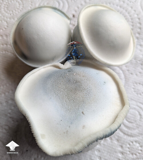 Cubensis Casper mushrooms