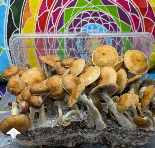 Cubensis Golden Teacher mushrooms #2