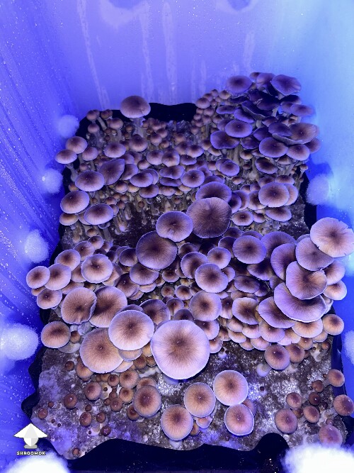Cubensis Hawaiian mushrooms #2