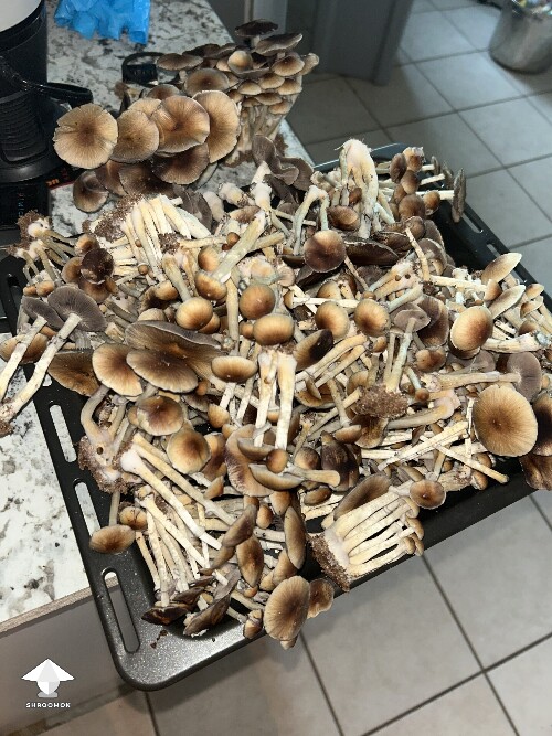 Cubensis Hawaiian mushrooms