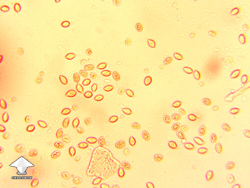 Microscopy – cubensis Iceberg spores in congo red
