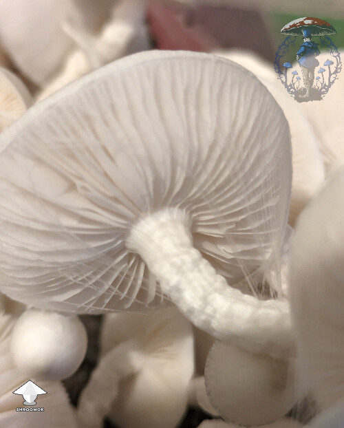 Cubensis Jack Frost mushrooms #2