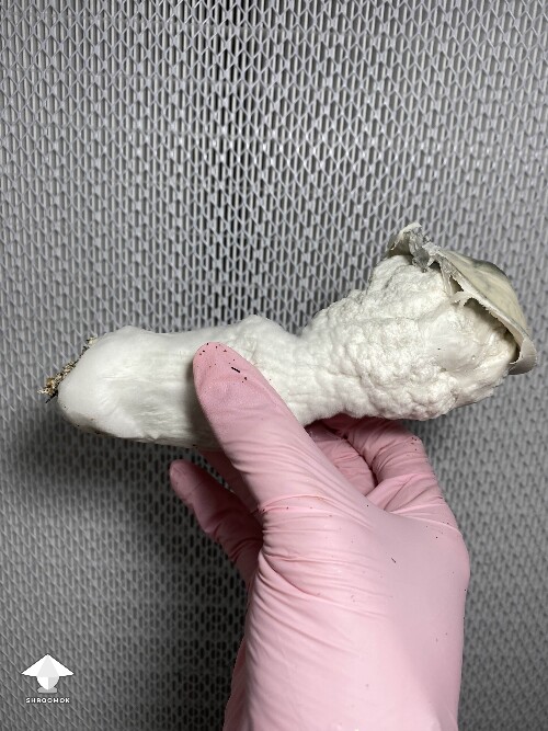 Cubensis Lucid Gates giant mushroom #2