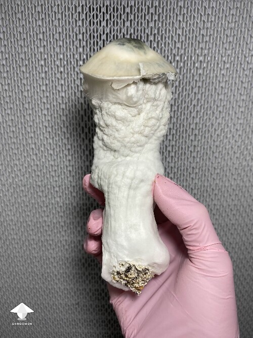 Cubensis Lucid Gates giant mushroom