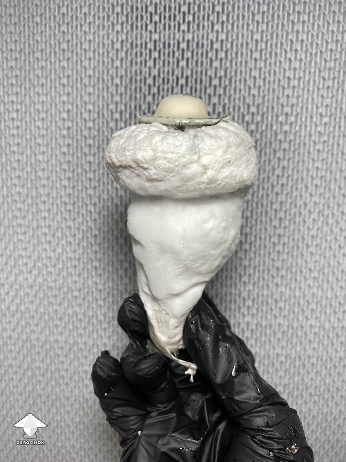 Cubensis Lucid Gates mushroom