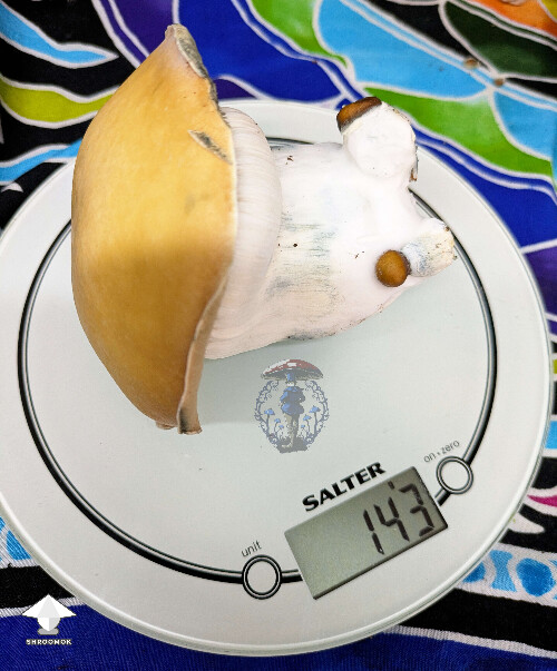 Giant Mac Galactic mushroom