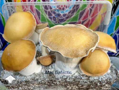 Cubensis Mac Galactic mushrooms
