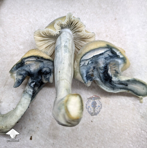 Cubensis Maki mushrooms #2