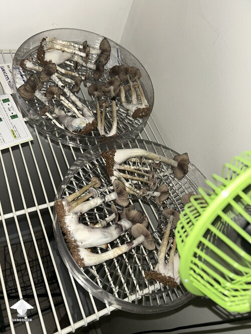 Cubensis Oak Ridge mushrooms