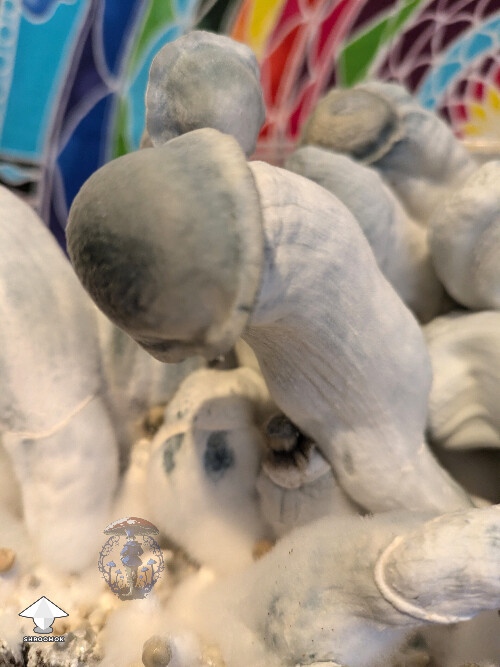 Cubensis Shakti BM227 mushrooms #2